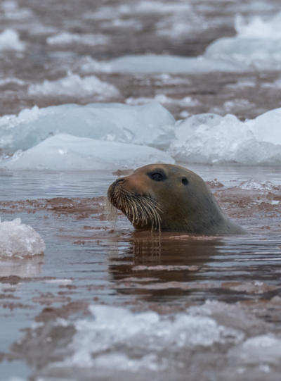 schwimmende Bartrobbe