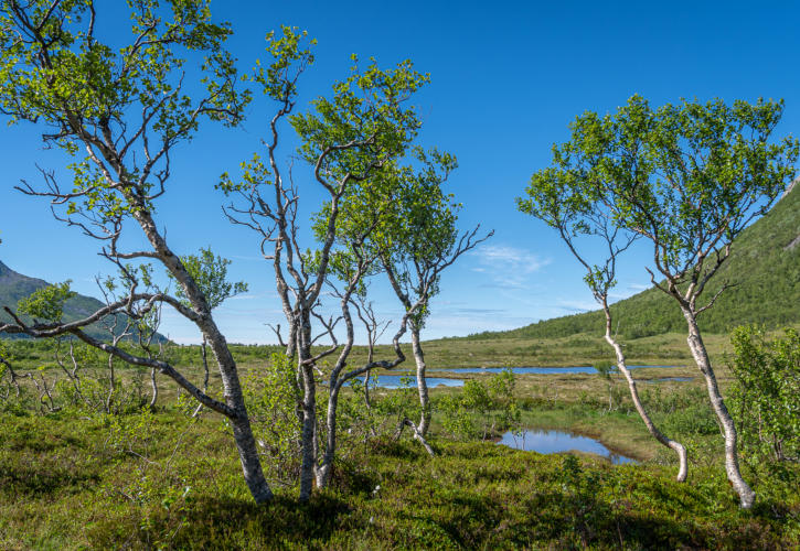 Moor auf Senja