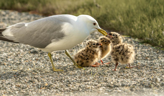 Sturmmöwen-Küken werden gefüttert