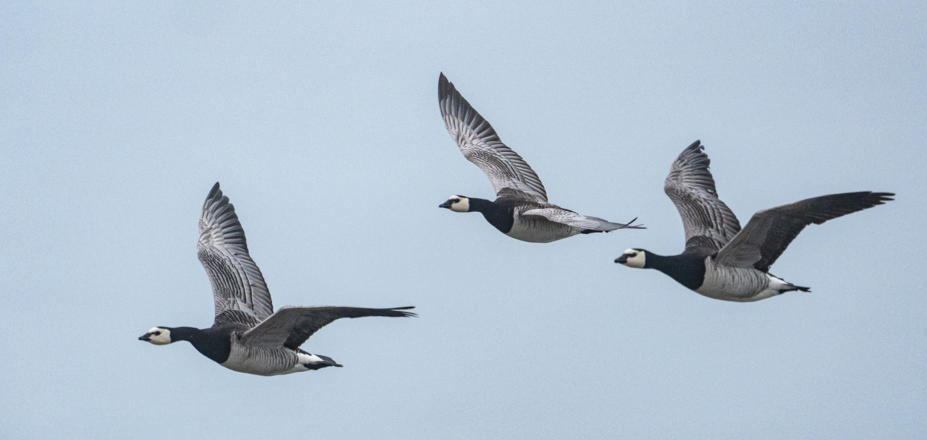 Weißwangengänse im Flug